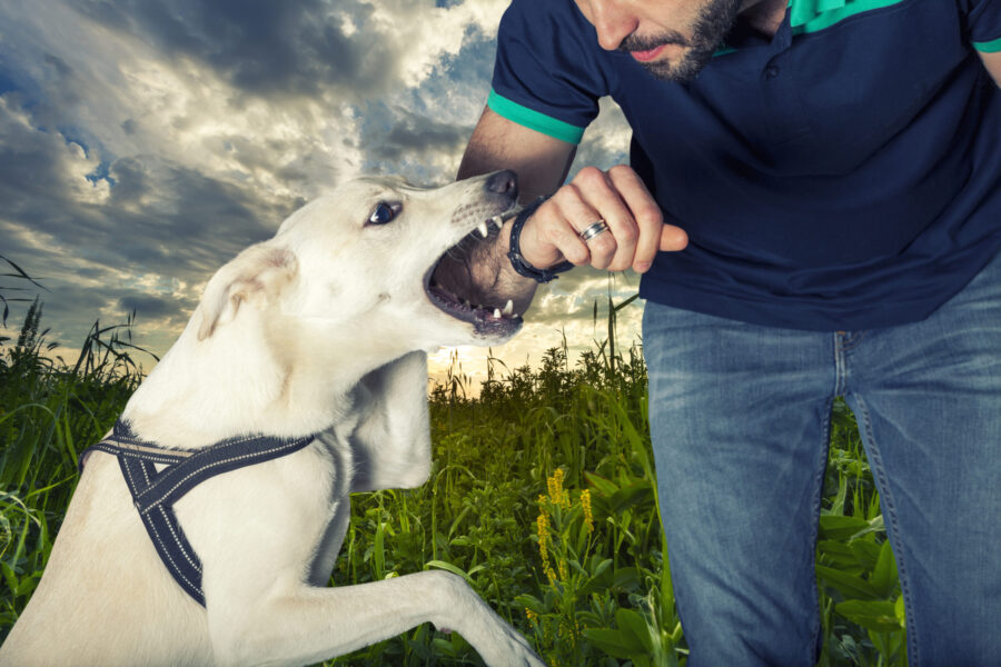 Dog Bites and Personal Injury: Legal Rights for Victims